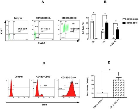 CD19CD133 MCL Cells Demonstrate Increased Quiescence A A