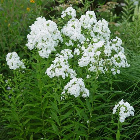 White Phlox Flower