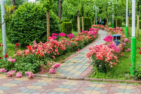 14 reasons to plant a rose hedge (and how to do it) - Global Gardening Secrets