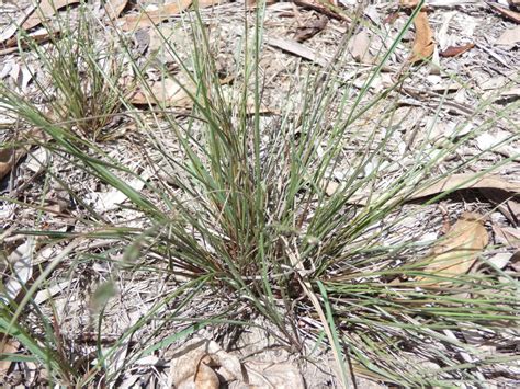 Pale Summer Grass Logan Native Grasses INaturalist