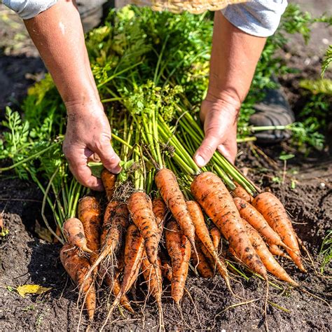 How To Grow Carrots The Home Depot