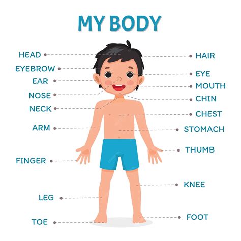Premium Vector | Cute little boy illustration poster of human body