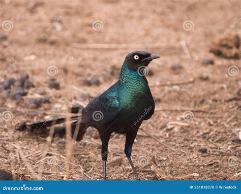 Closeup Of A Burchells Starling Or Lamprotornis Australis Standing On