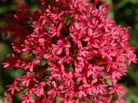 Ostrogowiec Czerwony Rosenrot Centranthus Ruber Rosenrot