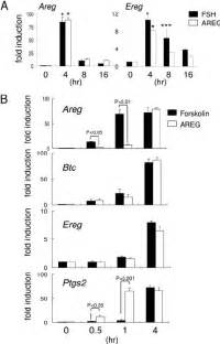 Induction Of Areg And Ptgs2 MRNA By FSH Forskolin Or AREG Exhibit