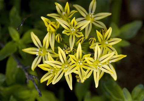 Prettyface (triteleia Ixioides) Photograph by Bob Gibbons - Fine Art ...