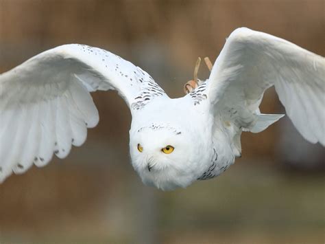 冬季限定！シロフクロウのハリーが今年もかえってきた！！シロフクロウのハリー、掛川花鳥園バードショーに出演開始｜掛川花鳥園のプレスリリース