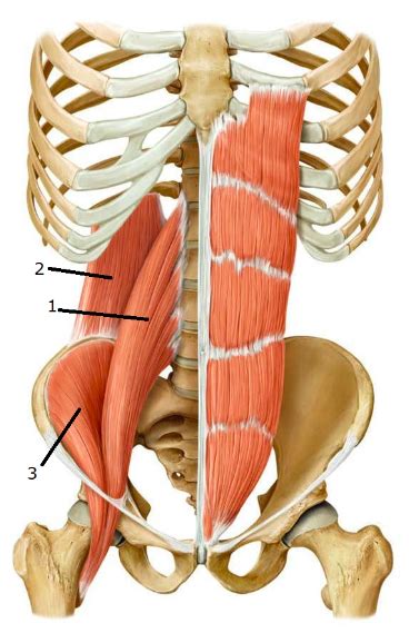 Hip Muscles Diagram Quizlet