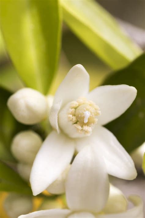 Orange Tree Blossom With Nectar Stock Photo Image Of Background