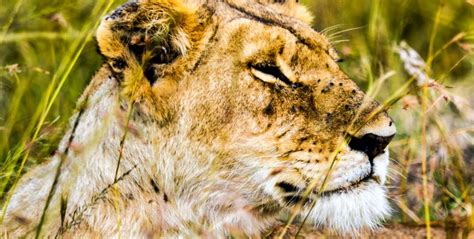 4 Days Lake Nakuru And Masai Mara Safari Kenya Full Day Game Drive