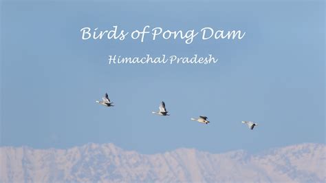 Birds Of Pong Dam Maharana Pratap Sagar Himachal Pradesh Birds Of