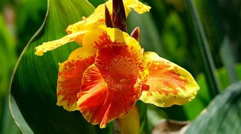 Canna Lily Care: A Comprehensive Guide to Growing Stunning Canna Lilies