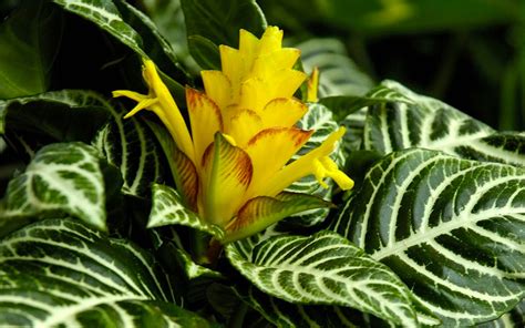 Афеландра (Aphelandra, Acanthaceae) - описание, виды, фото, уход ...