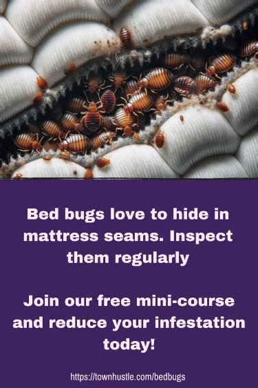 Bed Bugs Signs Artofit