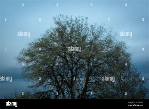 Wind blowing through Trees Stock Photo - Alamy