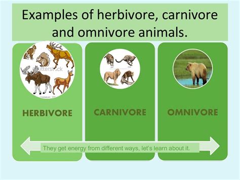 Herbivore Carnivore Or Omnivore