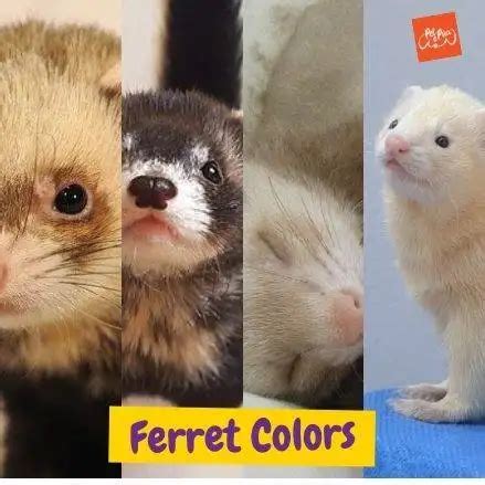 Colores De Los Hurones Ferret Color Todo X Mascotas Y Petlovers