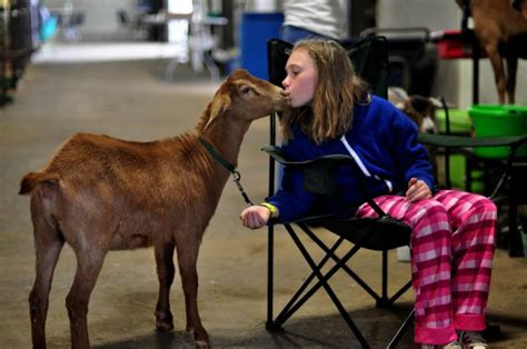 A Goat Kisses At The Linn County Fair Summer Fair County Fair