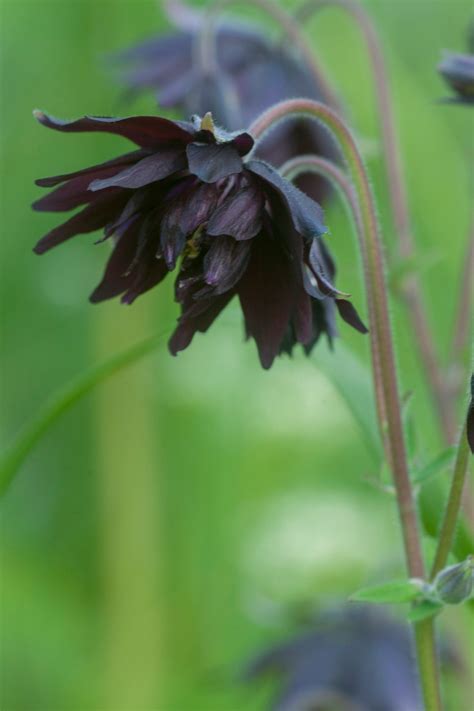 Columbine Black Barlow Aquilegia Dutchgrown™