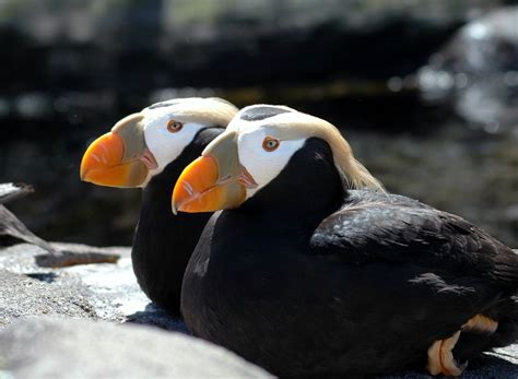 2398 best Puffins and Penguins images on Pinterest | Beautiful, Bird ...