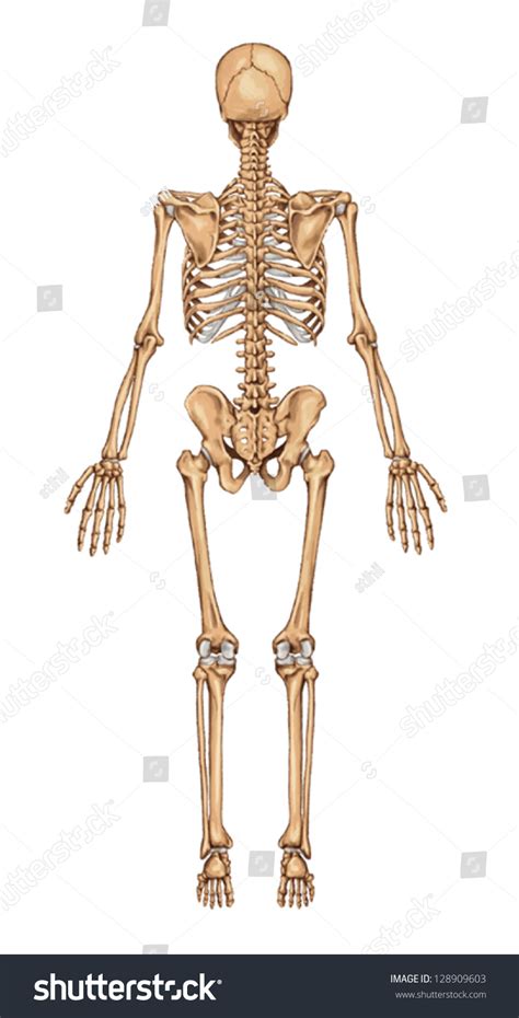 Skeleton Human Diagram Back Posterior View Vector Image Off