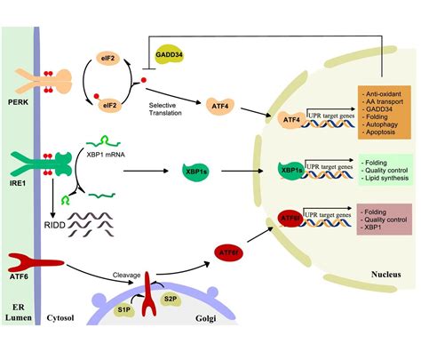 Cellular Mechanisms Of Endoplasmic Reticulum Stress Signaling In Health