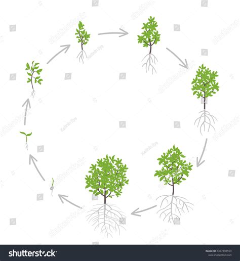 Tree Growth Stages Vector Illustration Ripening Stock Vector (Royalty ...