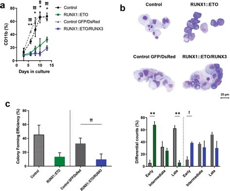 Expression Of Runx Eto In Combination With Runx Does Not Rescue The