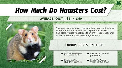 Hamster Prices In Purchase Cost Vet Bills Insurance And More