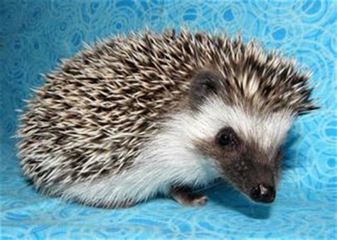 Hedgehog Color Guide - Hedgehogs of Bloomington