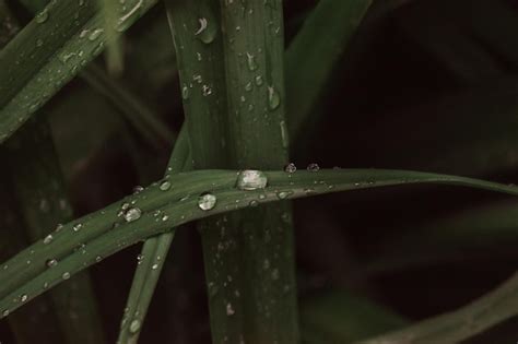 Premium Photo Morning Dew