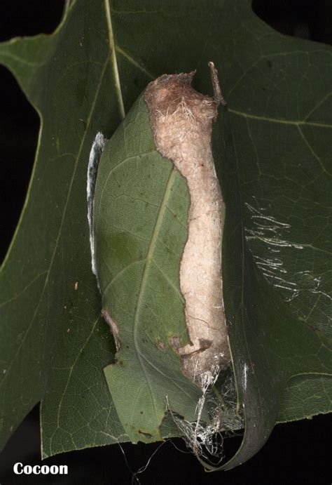 Polyphemus Moth Cocoon