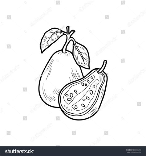 Hand Drawing Guava Vector Outline Stock Vector Royalty Free