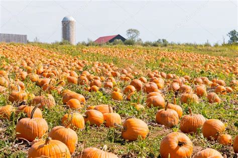 Pumpkin Field In A Country Farm Autumn Landscape — Stock Photo