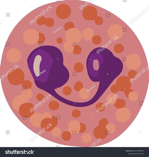 Structure Eosinophil Eosinophils Type Diseasefighting White Stock