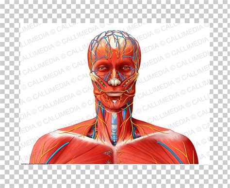 Shoulder Nerve Muscle Blood Vessel Neck Png Clipart Anatomy Arm