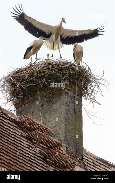 Zoology Animals Avian Birds White Stork Ciconia Ciconia Stork