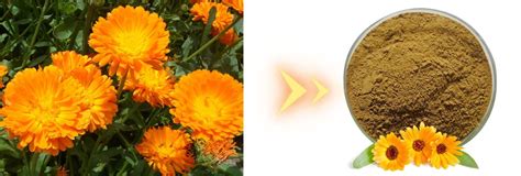 Calendula Extract Powder China Calendula Extract Powder Manufacturers Suppliers Factory