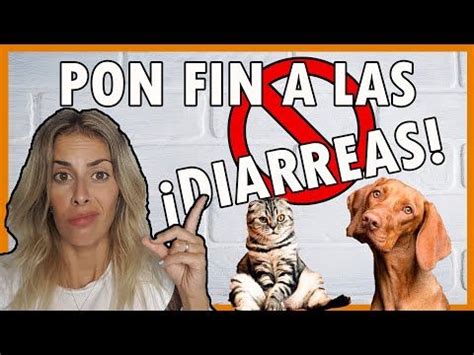 Diarreas En Perros Y Gatos Qu Puedes Hacer T Youtube