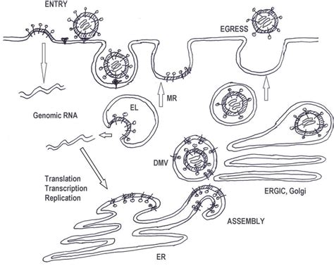 Life cycle of an enveloped virus as exemplified by coronavirus (based ...