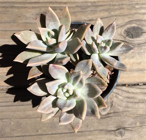 Graptopetalum Paraguayense Ghost Plant Planting Succulents Ghost