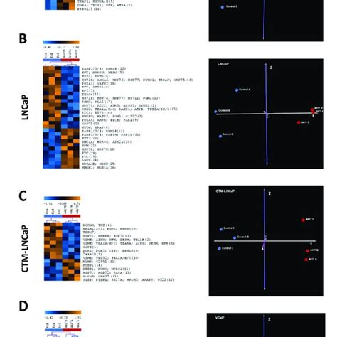 The 2D Gel Electrophoreses Of The Four Prostate Cancer Cell Line