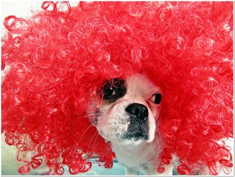 Dogs In Wigs (50 pics)