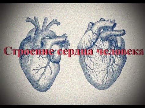 Сердце. Внешняя форма. Круги кровообращения. Строение камер и стенок ...