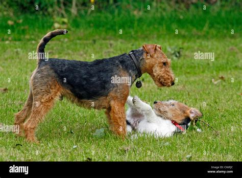 Do Puppies Show Dominance