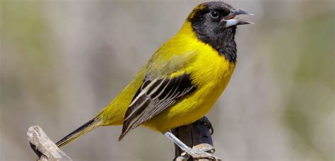 8 Types Of Orioles Found In The United States 2024 Bird Watching HQ