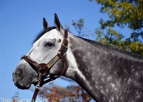 Frosted Horses Foals Racing Photos