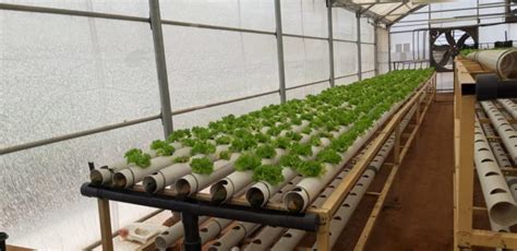 Commercial Hydroponics Systems – Hydroponics Systems for Home, School, Office & Restaurants ...