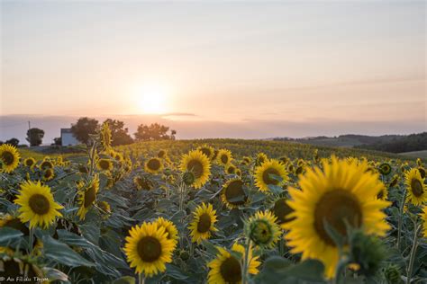 Balade Dans Les Champs De Tournesol Au Fil Du Thym