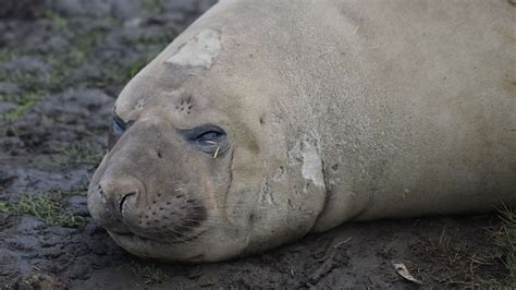 Neil the seal - ABC News